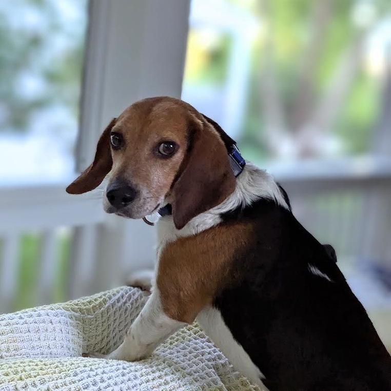 Enlarge Jimmy Carter, a ADOPTABLE Beagle in Midlothian, VA image 2/6