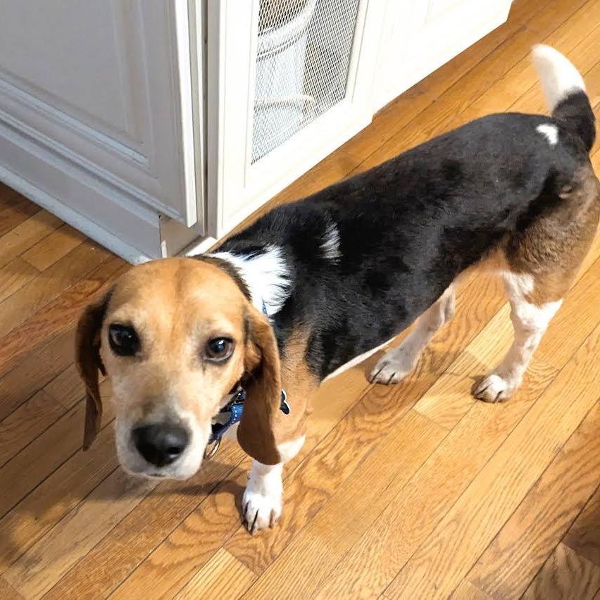 Enlarge Jimmy Carter, a ADOPTABLE Beagle in Midlothian, VA image 5/6