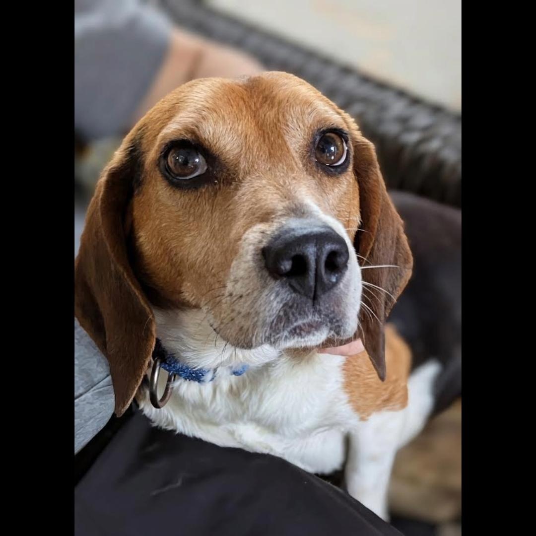 Enlarge Jimmy Carter, a ADOPTABLE Beagle in Midlothian, VA image 4/6