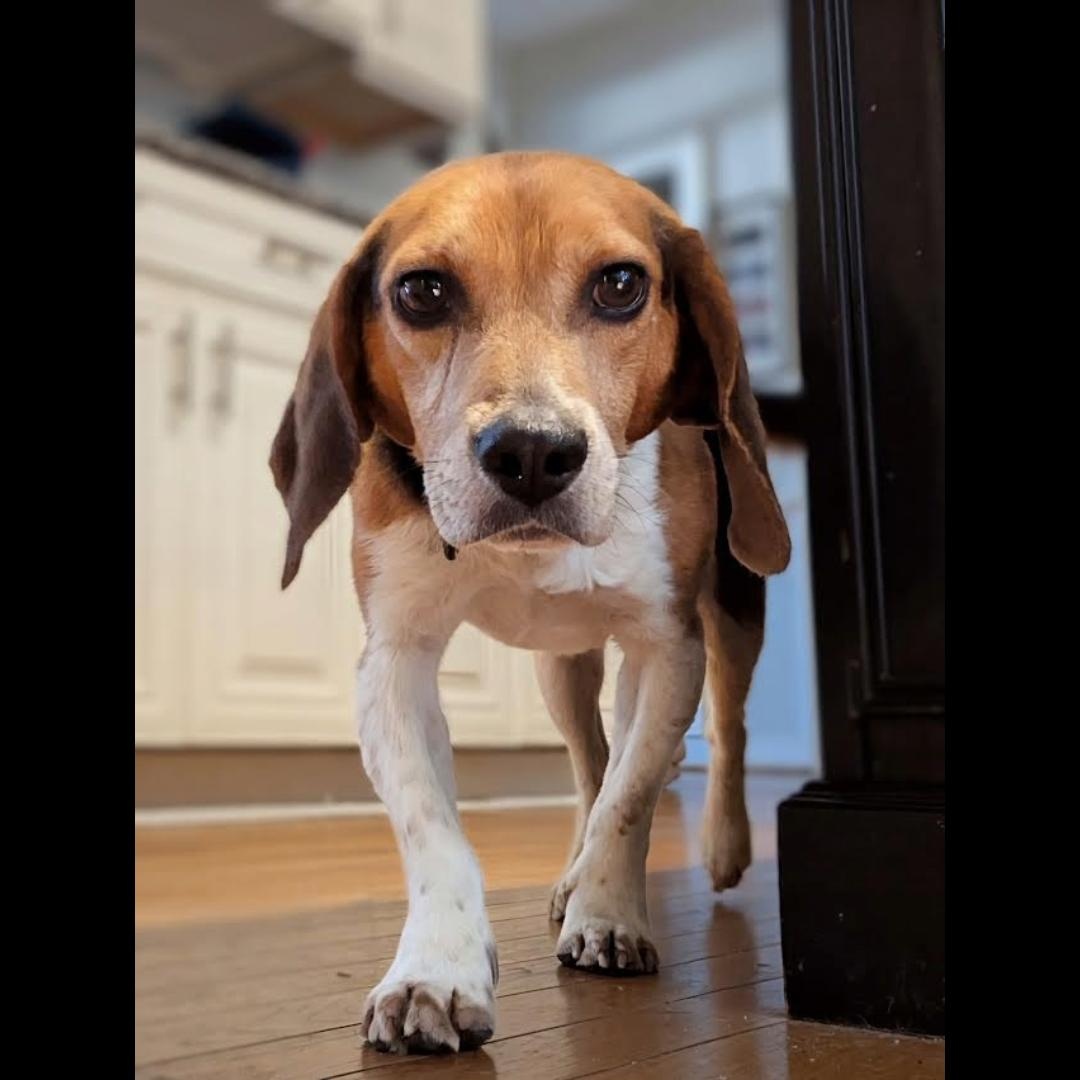 Enlarge Jimmy Carter, a ADOPTABLE Beagle in Midlothian, VA image 1/6