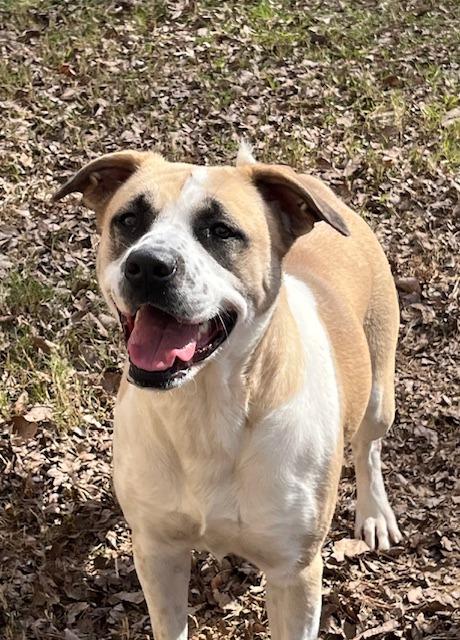 Enlarge Ellie, a Adoptable Labrador Retriever in Nacogdoches, TX image 1/5