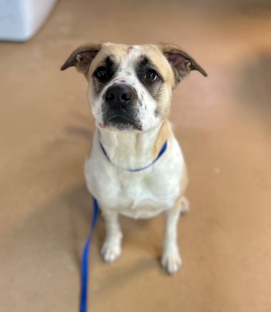 Enlarge Ellie, a Adoptable Labrador Retriever in Nacogdoches, TX image 2/5