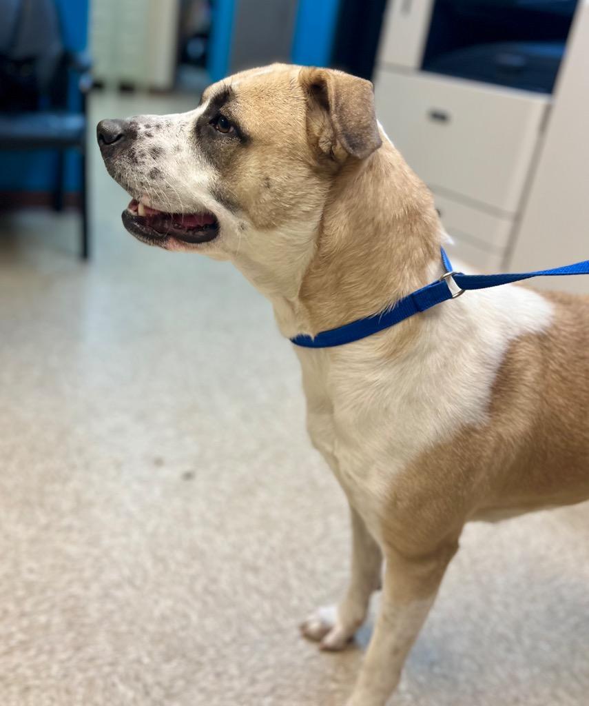 Enlarge Ellie, a Adoptable Labrador Retriever in Nacogdoches, TX image 4/5