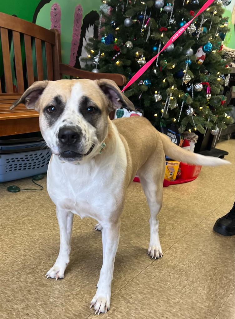 Enlarge Ellie, a Adoptable Labrador Retriever in Nacogdoches, TX image 5/5