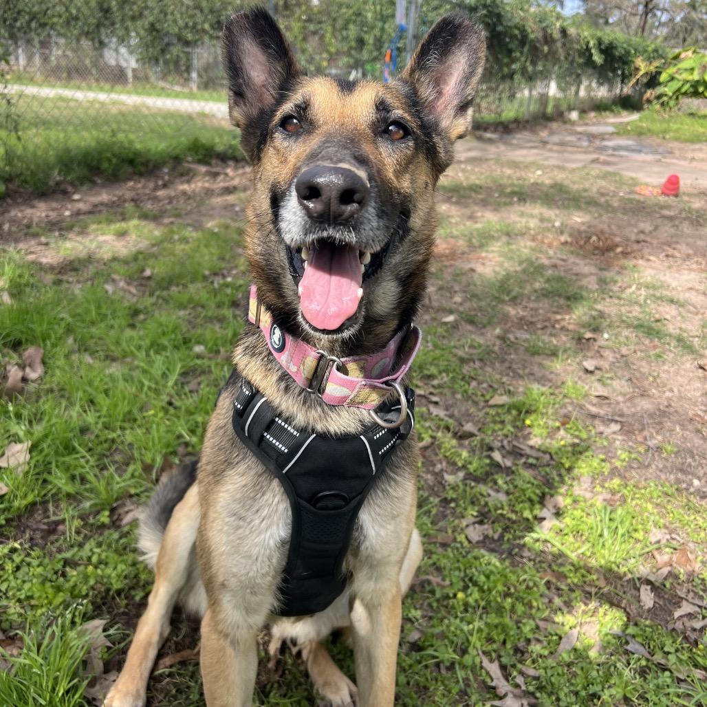 Enlarge Miss November, an adopted German Shepherd Dog in Spring, TX image 1/6