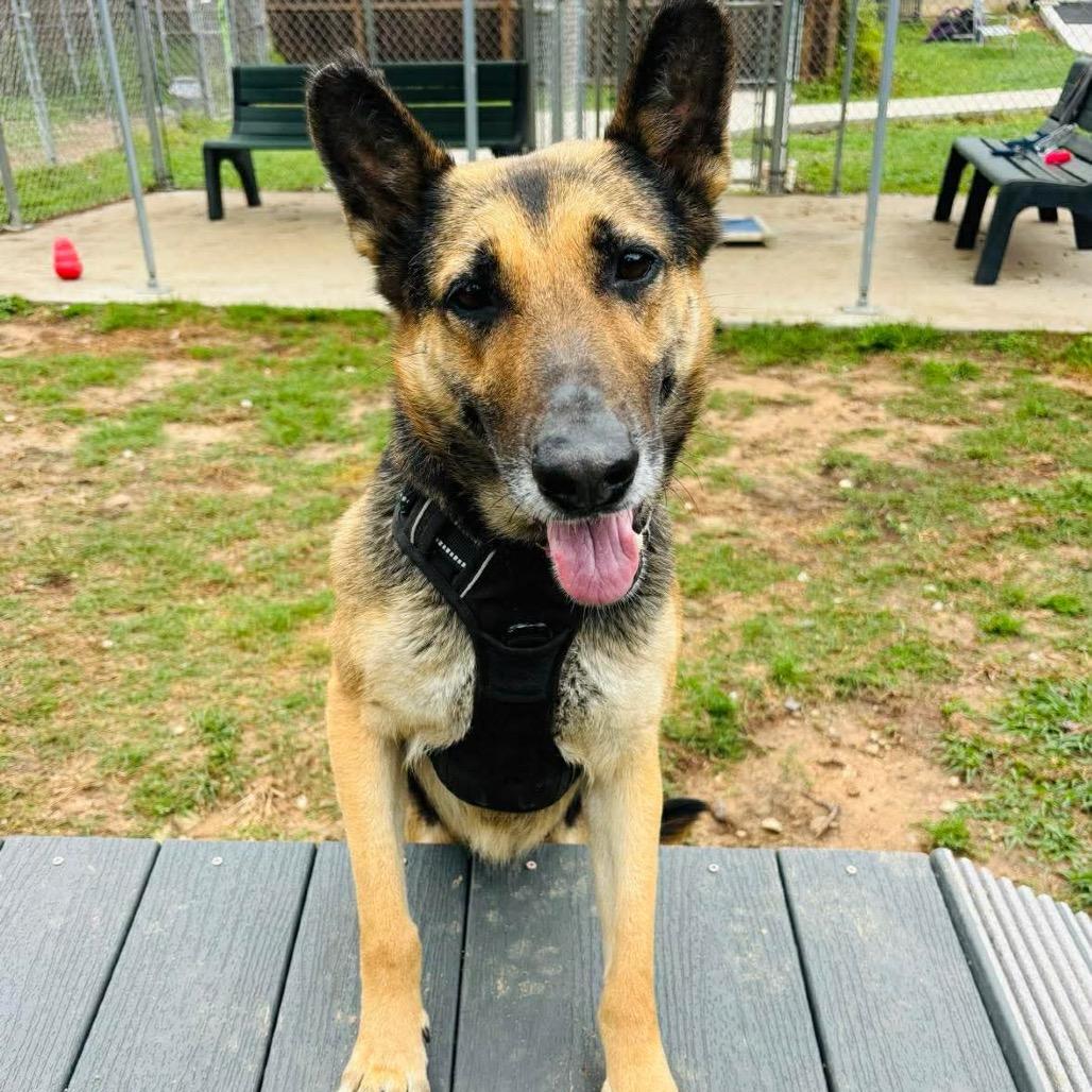 Enlarge Miss November, an adopted German Shepherd Dog in Spring, TX image 5/6