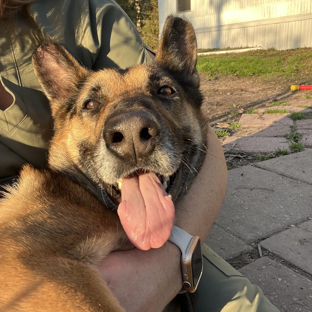 Enlarge Miss November, an adopted German Shepherd Dog in Spring, TX image 3/6
