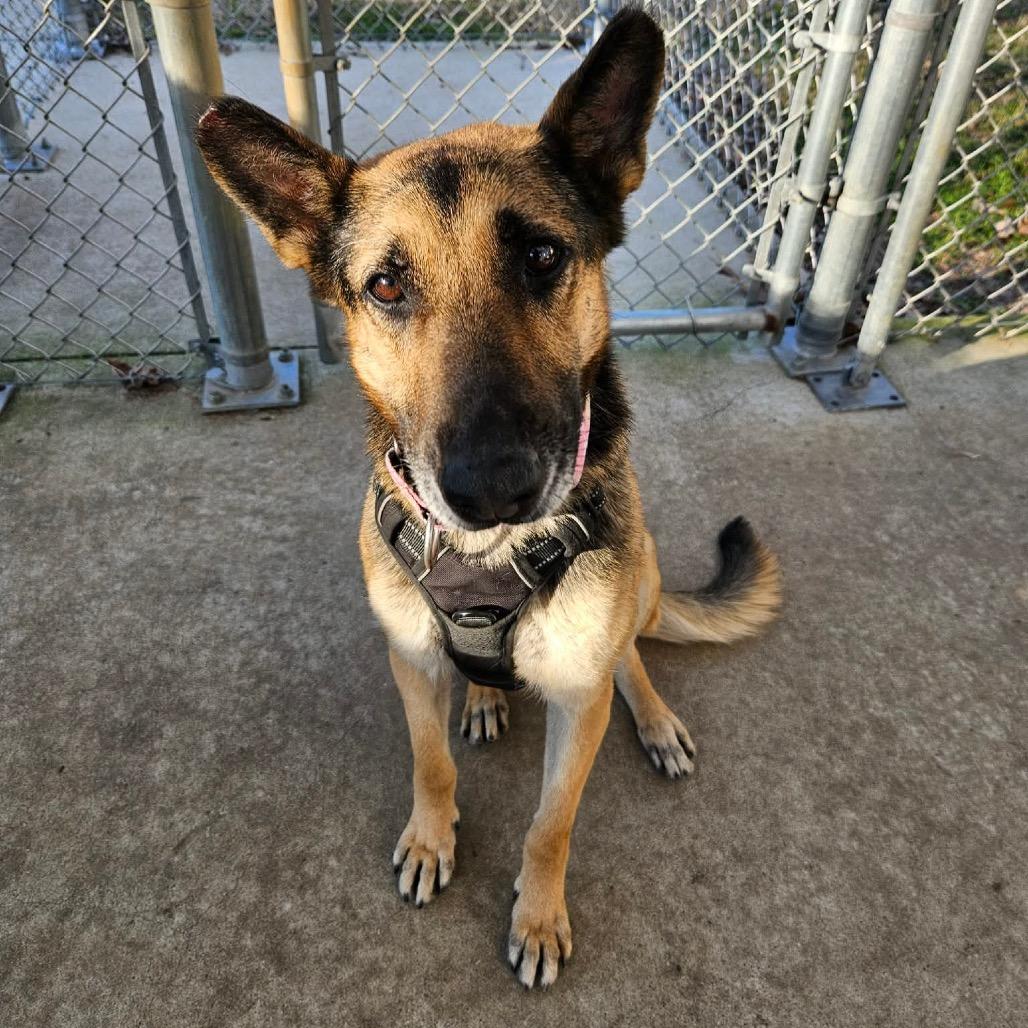Enlarge Miss November, an adopted German Shepherd Dog in Spring, TX image 6/6