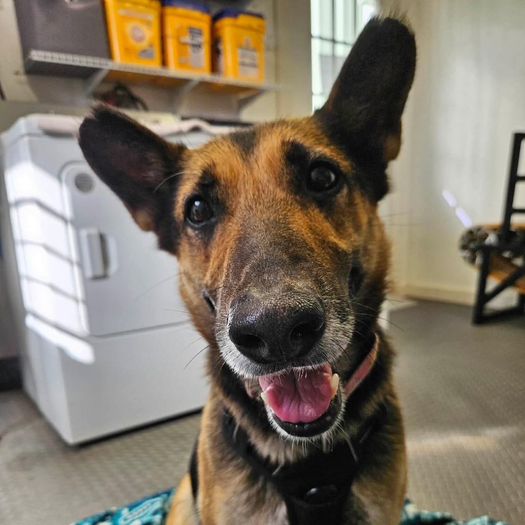 Enlarge Miss November, an adopted German Shepherd Dog in Spring, TX image 4/6