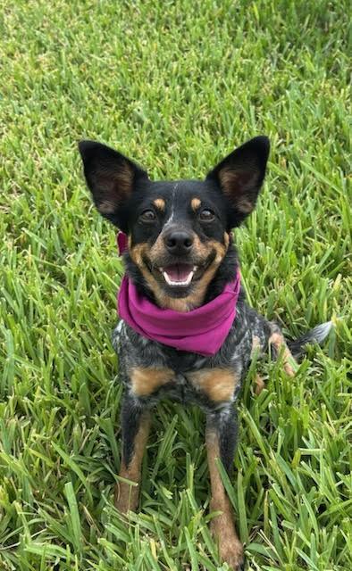 Enlarge Gigi, a Adopted mixed breed in Bloomington, MN image 4/6