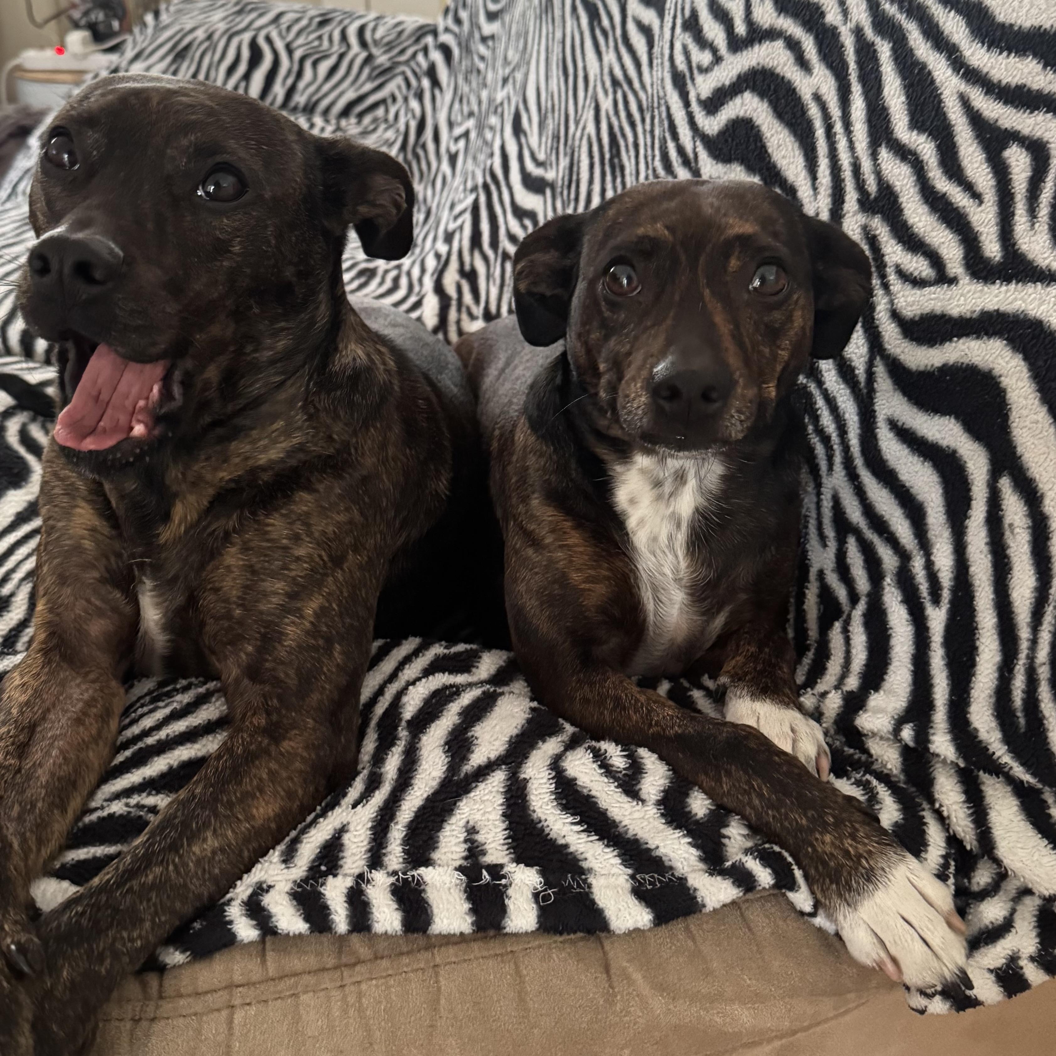 Enlarge Fancy, a Adoptable mixed breed in St Simons Island, GA image 4/6