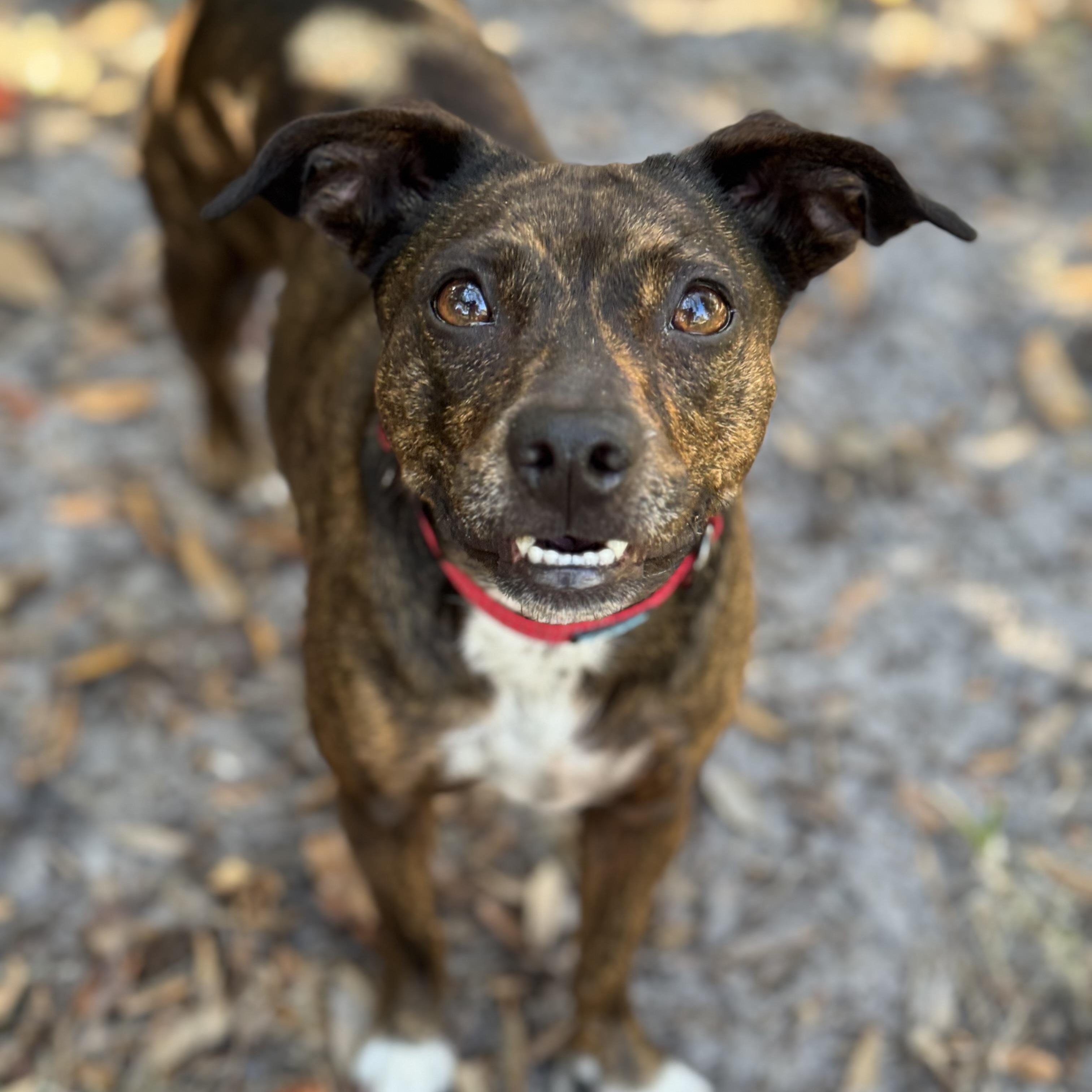 Fancy, adopted, Adult Female Chihuahua.