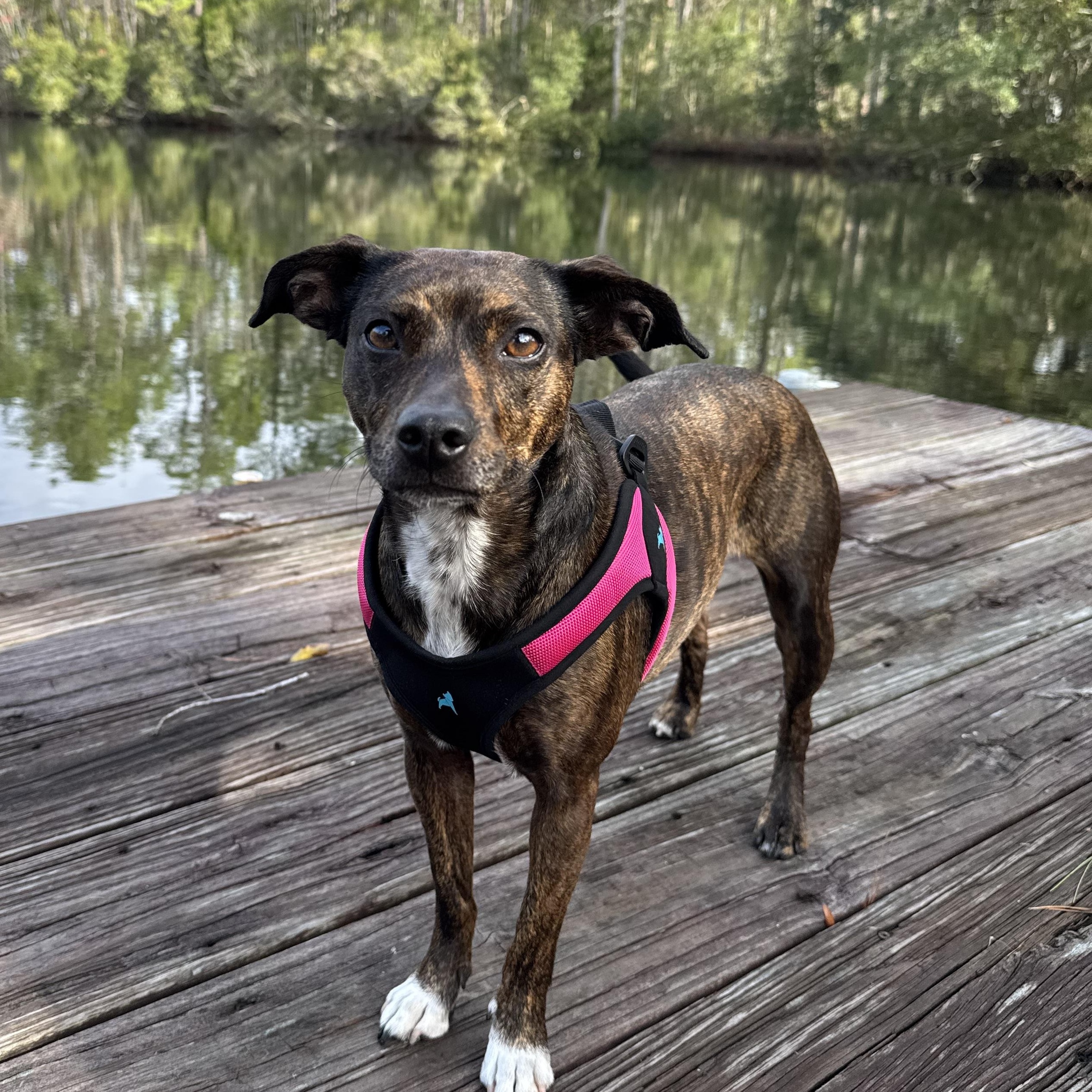 Enlarge Fancy, a Adoptable mixed breed in St Simons Island, GA image 2/6