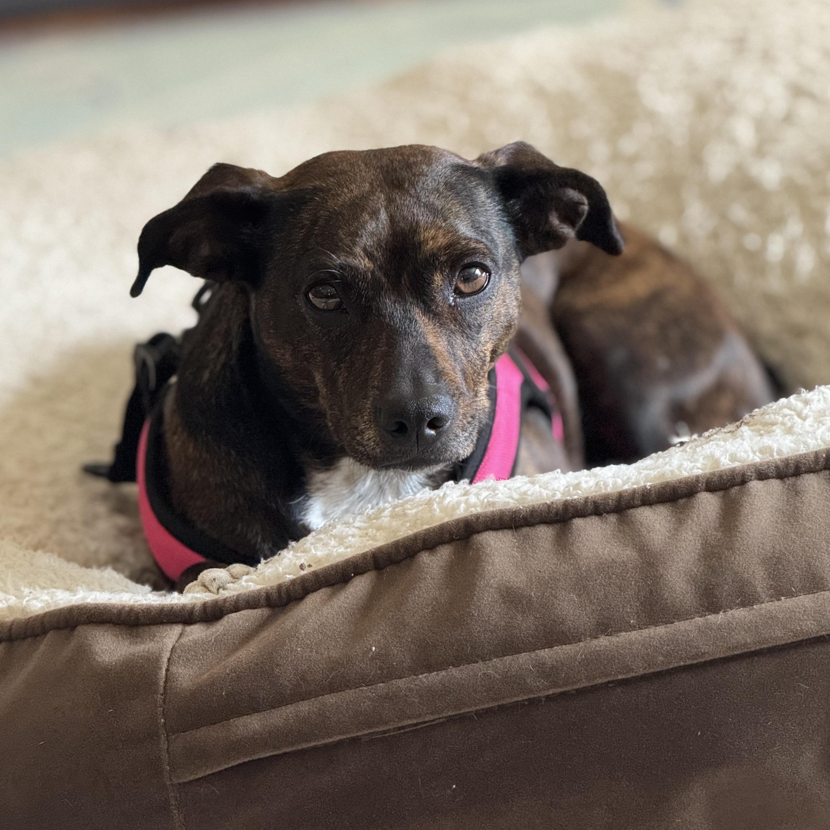 Enlarge Fancy, a Adoptable mixed breed in St Simons Island, GA image 3/6