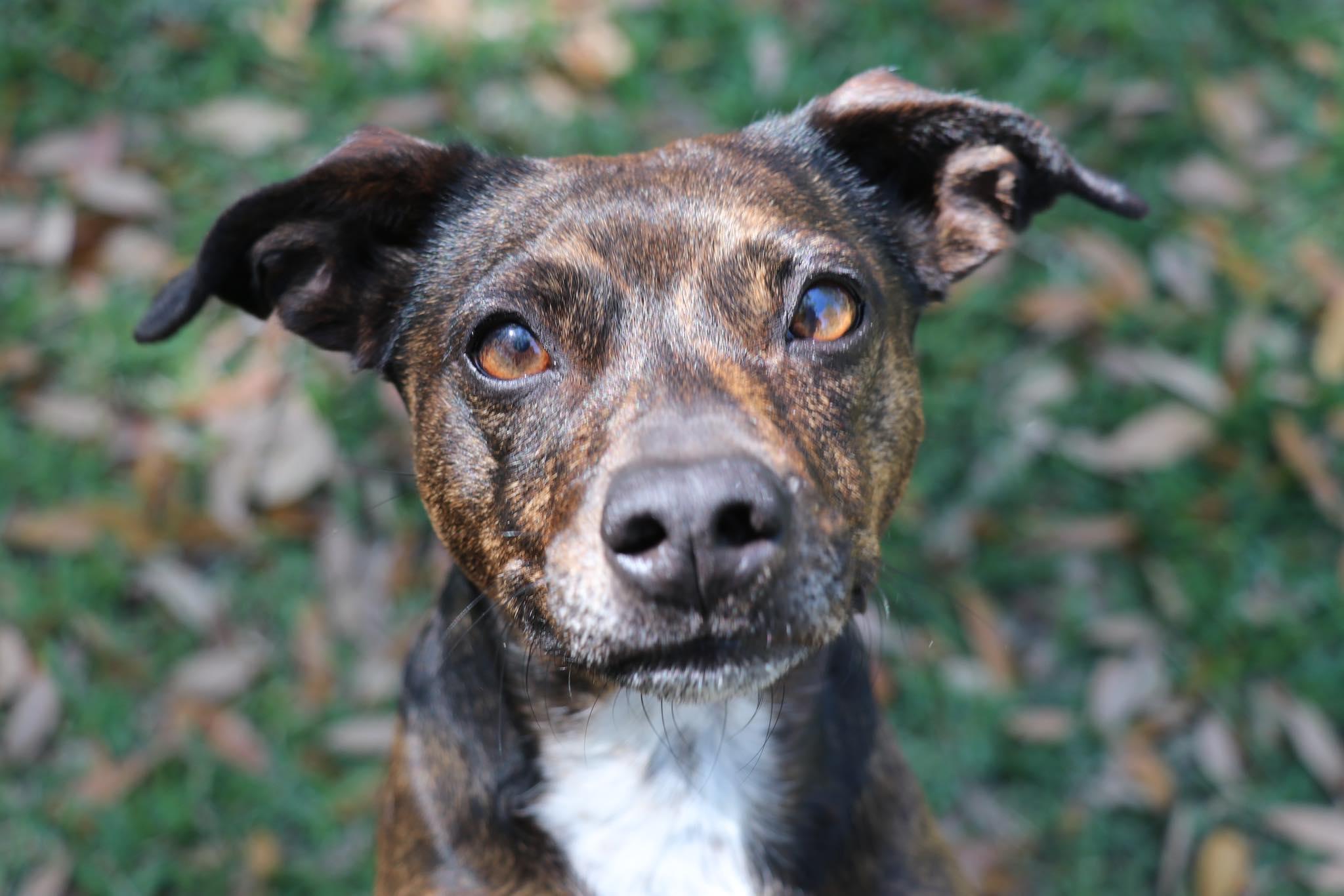 Fancy, Adoptable, Adult Female Chihuahua.