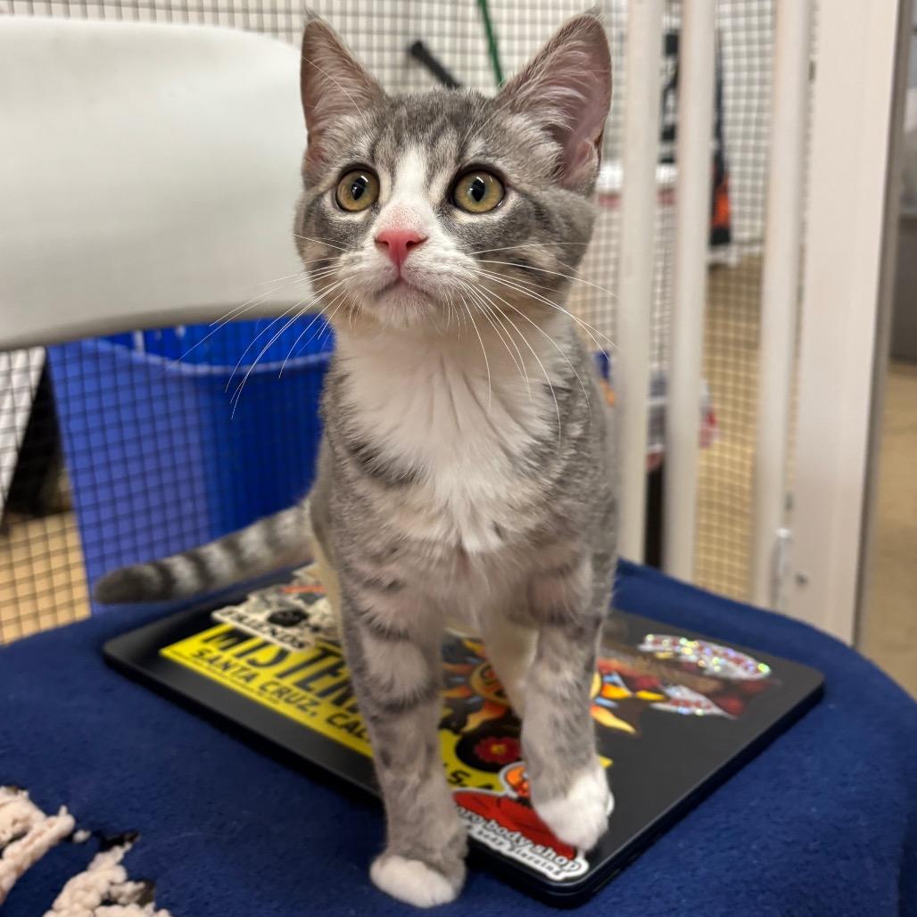 Thumper, Adoptable, Kitten Female Domestic Short Hair.