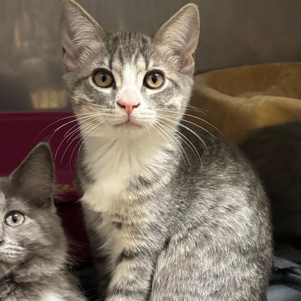 Enlarge Thumper, a Adoptable Domestic Short Hair in Morgan Hill, CA image 2/6