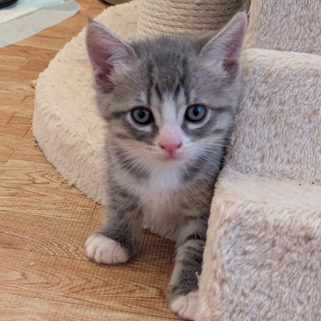 Enlarge Thumper, a Adoptable Domestic Short Hair in Morgan Hill, CA image 3/6