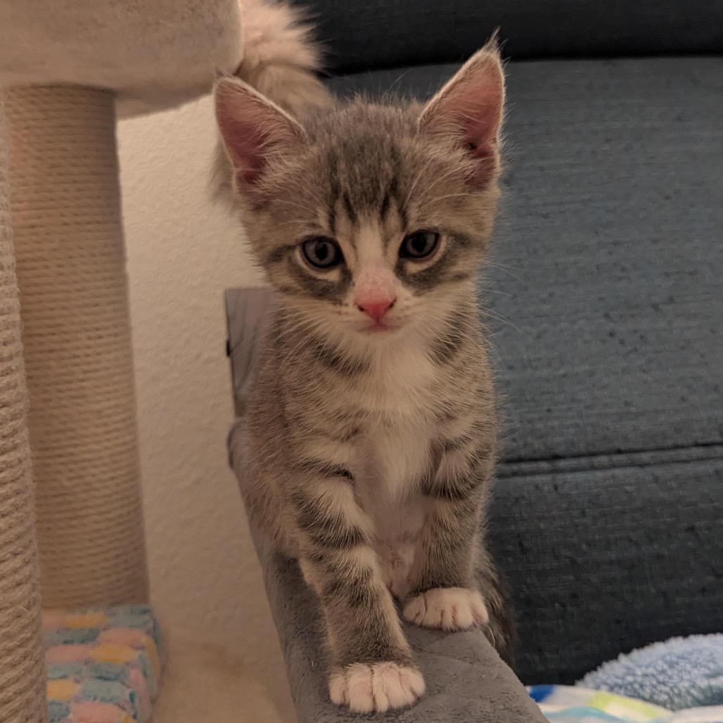 Enlarge Thumper, a Adoptable Domestic Short Hair in Morgan Hill, CA image 4/6