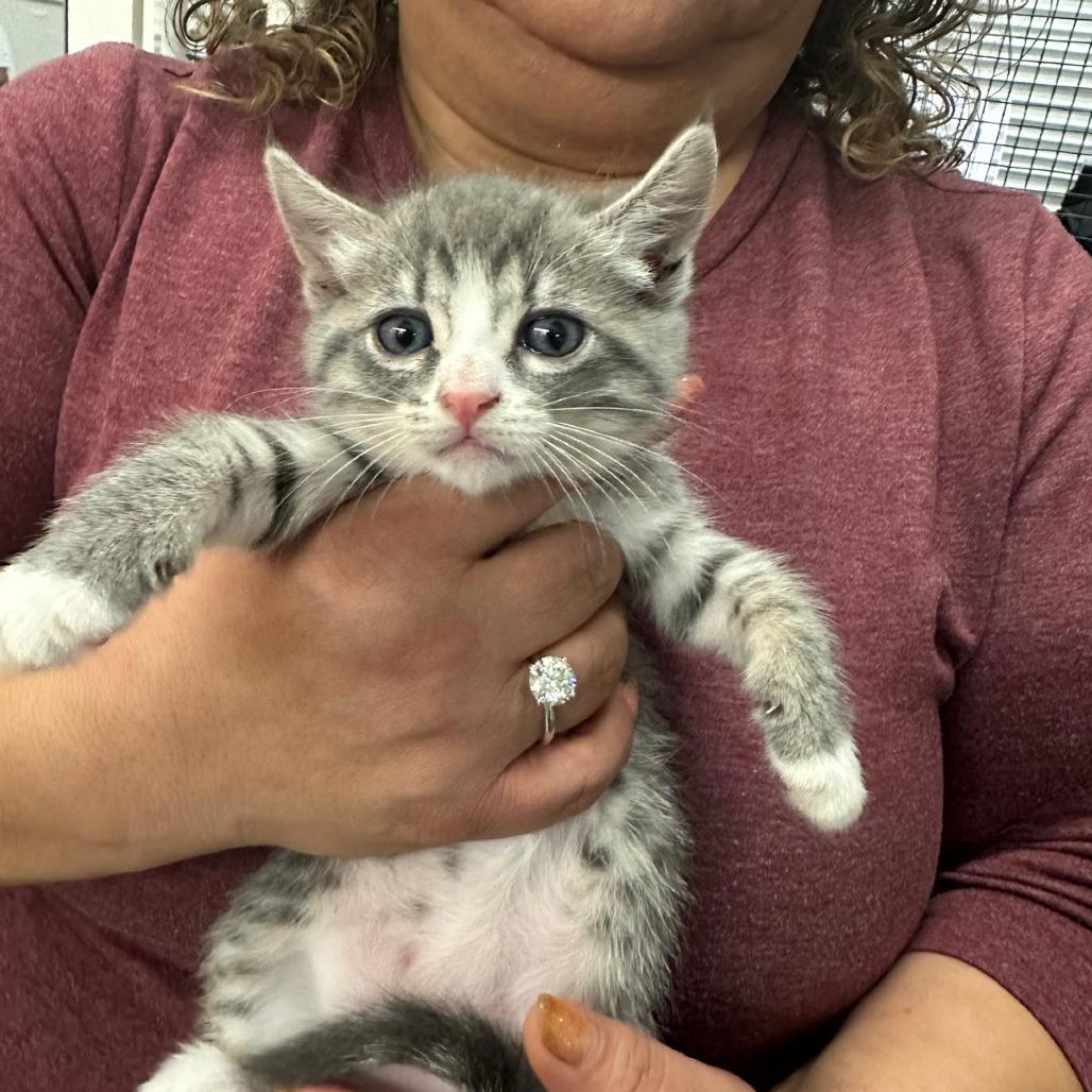 Enlarge Thumper, a Adoptable Domestic Short Hair in Morgan Hill, CA image 5/6