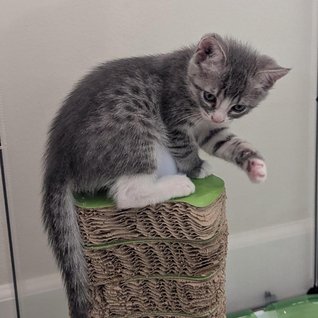 Enlarge Thumper, a Adoptable Domestic Short Hair in Morgan Hill, CA image 6/6