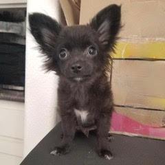 Enlarge AZ, an adopted mixed breed in Green Valley, AZ image 1/5