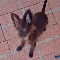 Enlarge AZ, an adopted mixed breed in Green Valley, AZ image 4/5