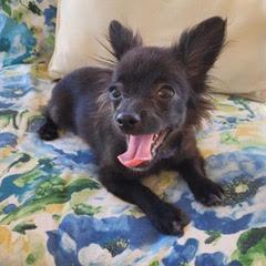 Enlarge AZ, an adopted mixed breed in Green Valley, AZ image 2/5