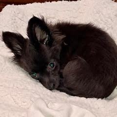 Enlarge AZ, an adopted mixed breed in Green Valley, AZ image 5/5