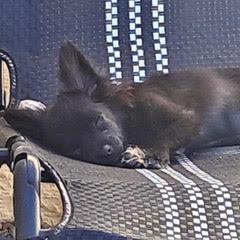 Enlarge AZ, an adopted mixed breed in Green Valley, AZ image 3/5