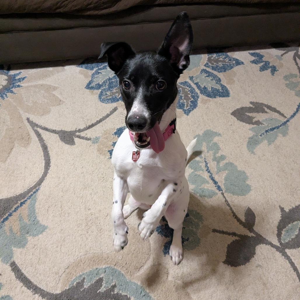 Peppers, Adoptable, Adult Female Terrier.