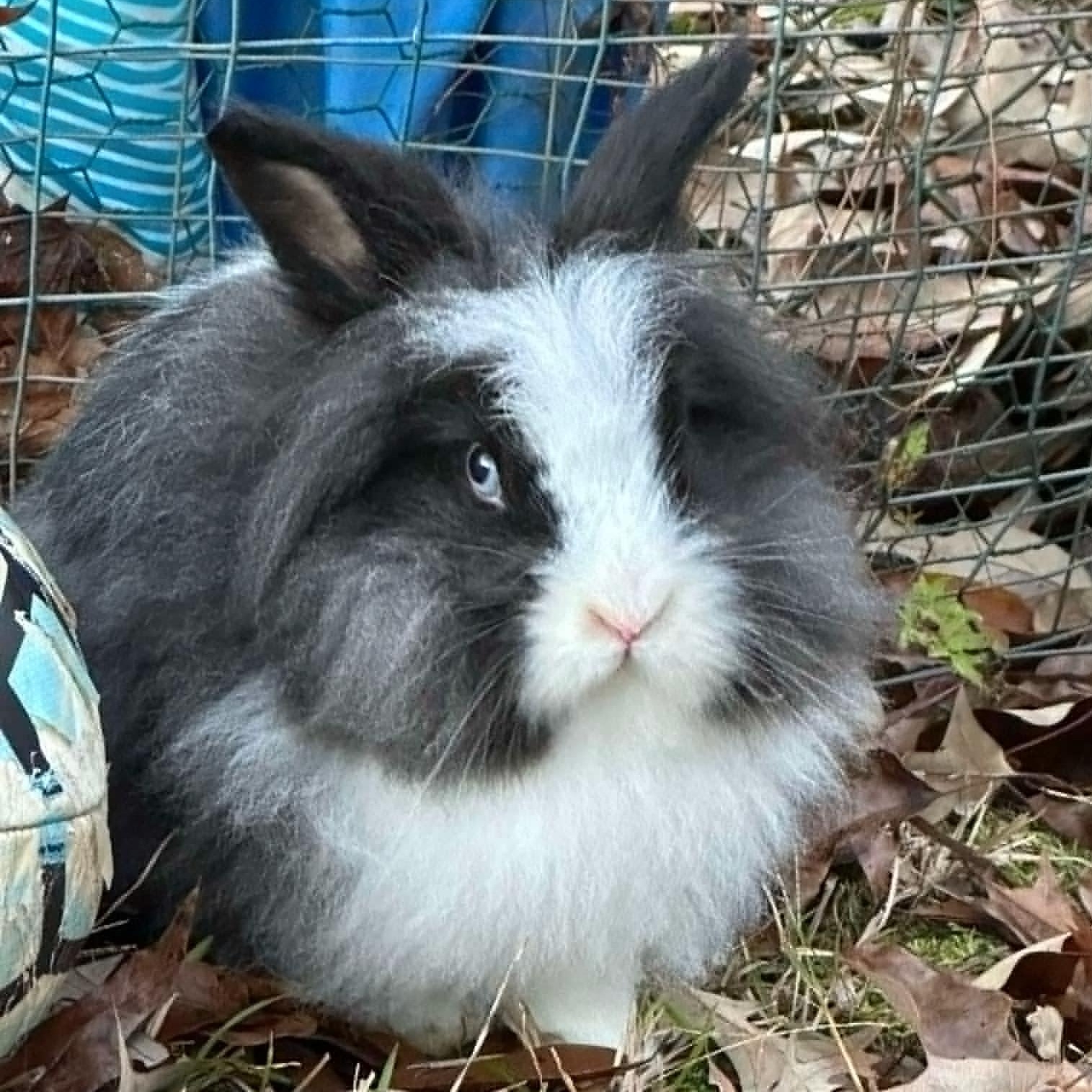 Enlarge Pretty Eyes and Ken, a Adoptable mixed breed in SAUCIER, MS image 3/4