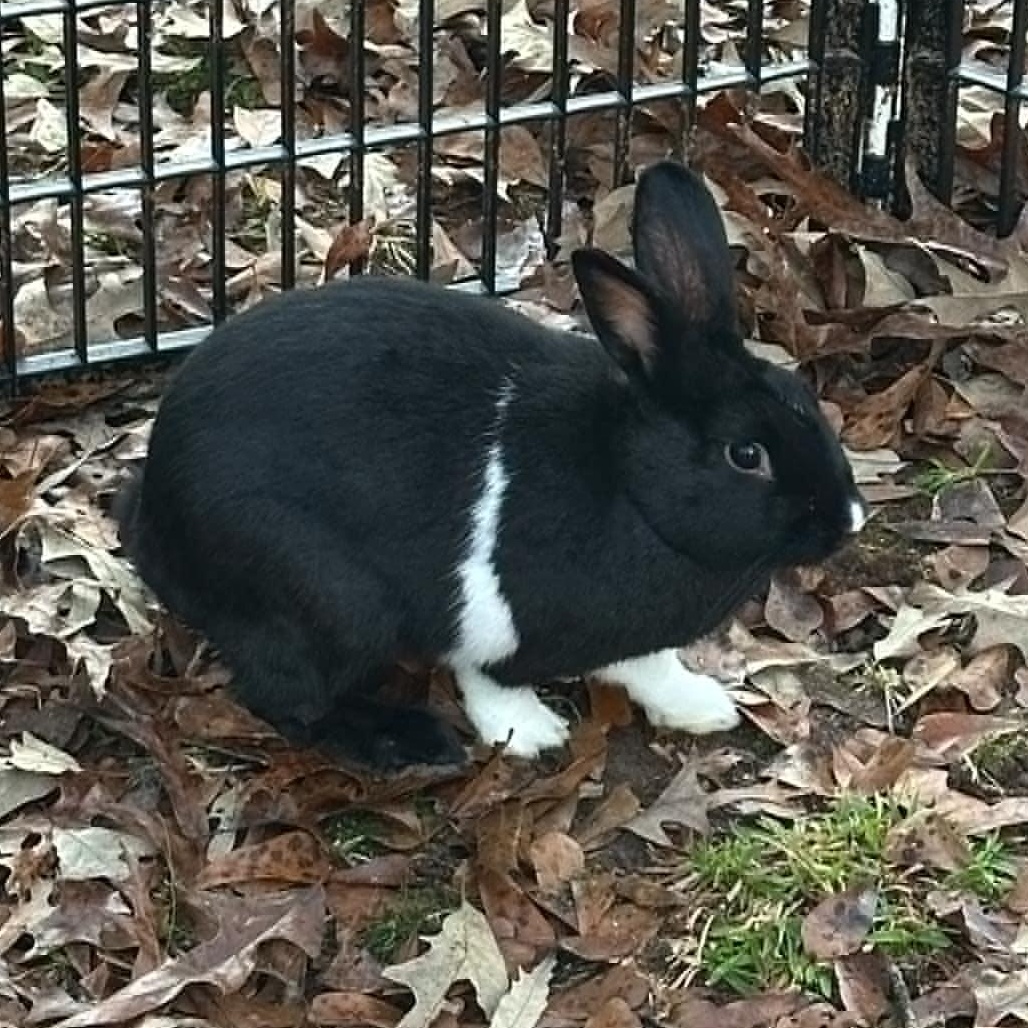 Enlarge Pretty Eyes and Ken, a Adoptable mixed breed in SAUCIER, MS image 2/4