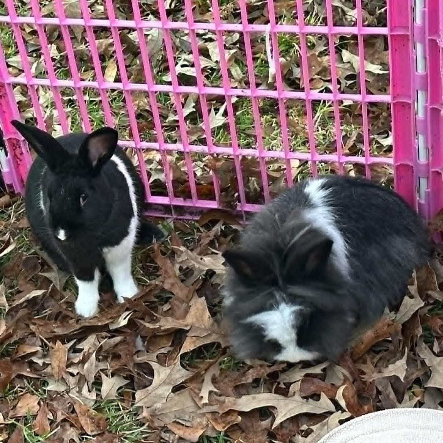 Enlarge Pretty Eyes and Ken, a Adoptable mixed breed in SAUCIER, MS image 4/4
