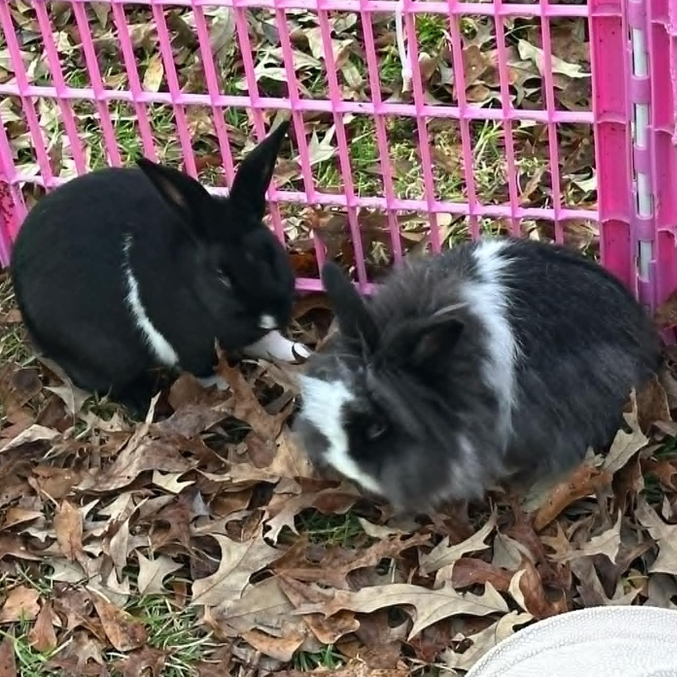 Pretty Eyes and Ken, Adoptable, Adult Male Dutch & Lionhead.