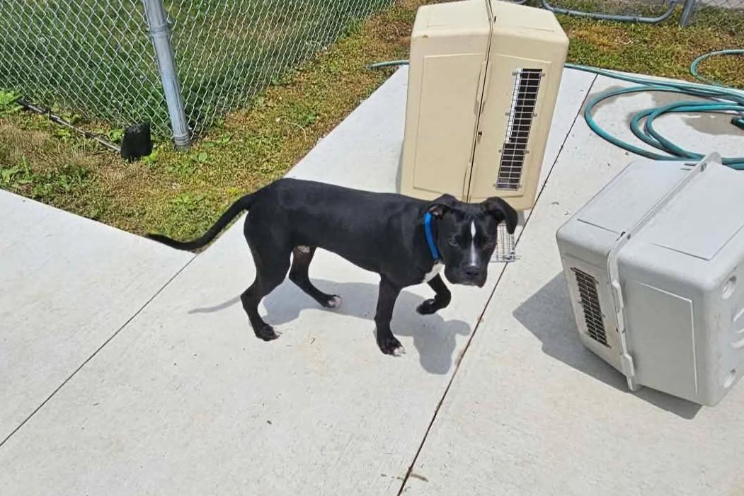 Walter, a ADOPTABLE mixed breed in Elizabeth, IL image 2/3