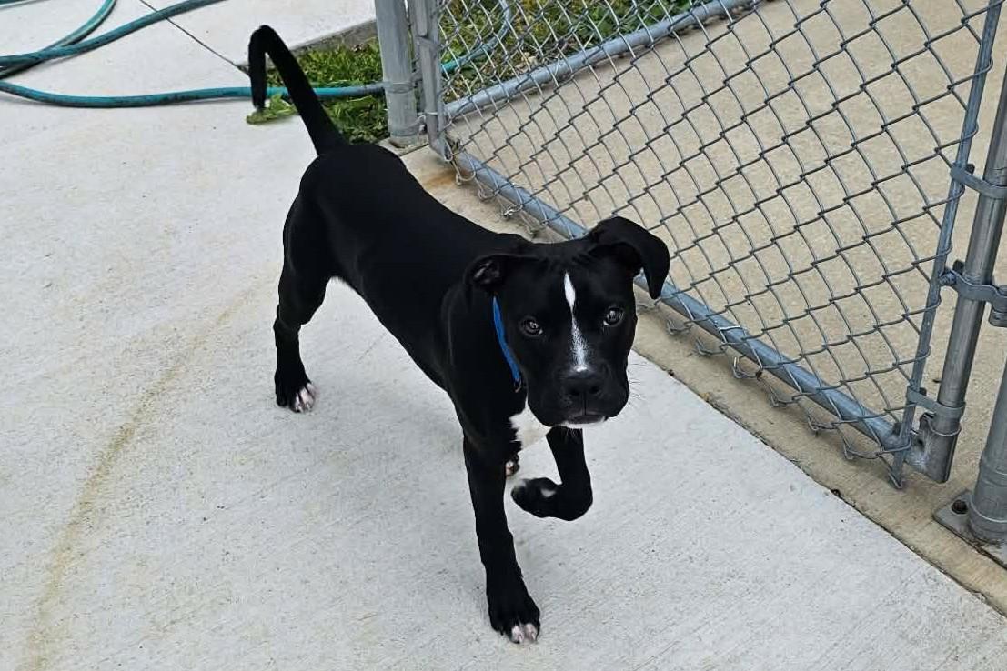 Walter, a ADOPTABLE mixed breed in Elizabeth, IL image 3/3
