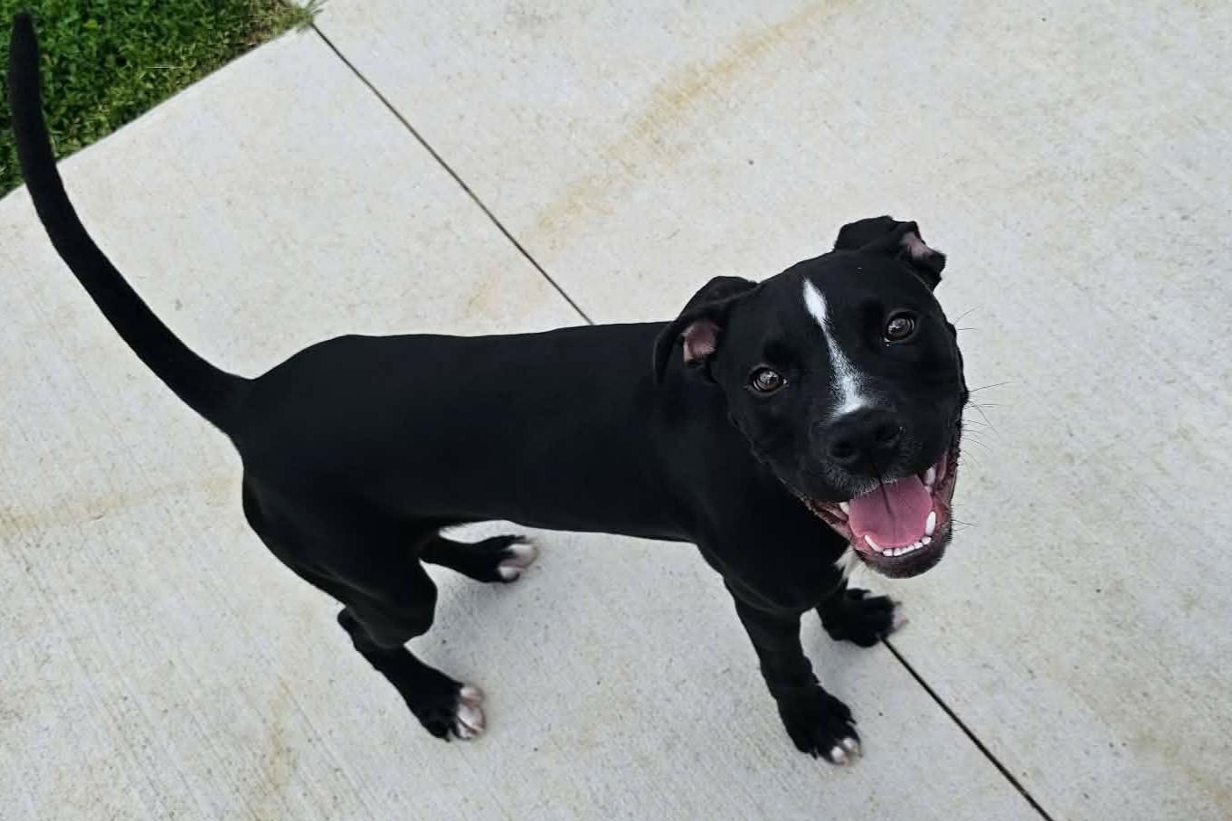 Walter, ADOPTABLE, Young Male Boxer.