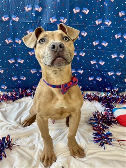 LANDYN, Adoptable, Young Male Staffordshire Bull Terrier & Mixed Breed.