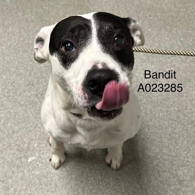 BANDIT, Adoptable, Senior Male Pit Bull Terrier & Mixed Breed.