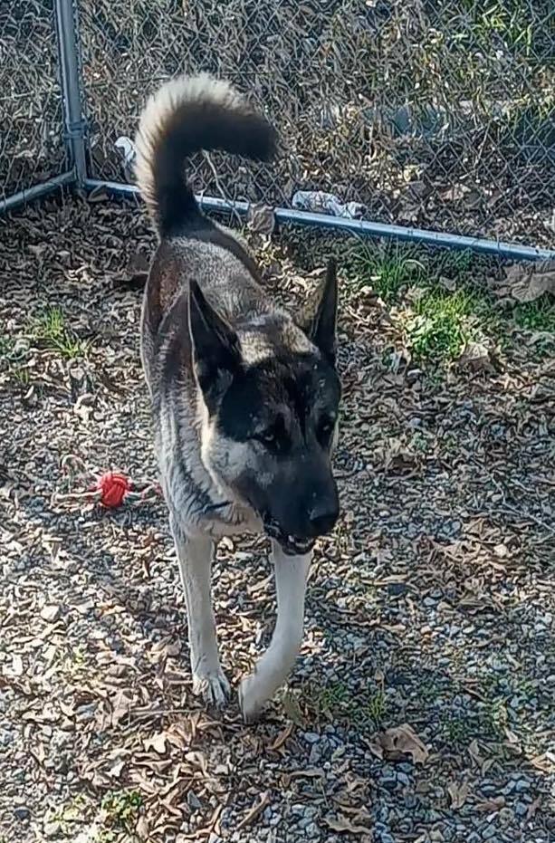 Mac, Adopted, Young Male German Shepherd Dog & Akita.