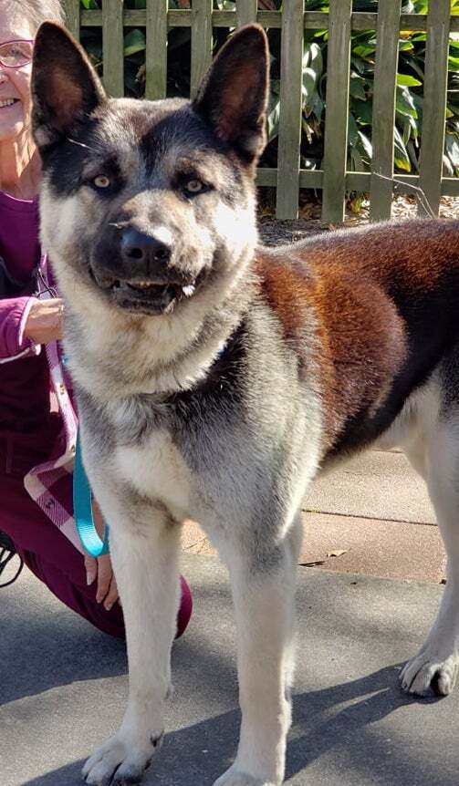Mac, a Adopted mixed breed in Williston, VT image 3/10