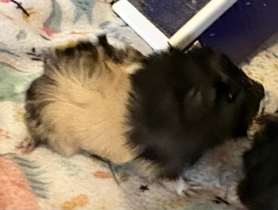 Enlarge Aven, an adopted Abyssinian in Wellington, CO image 1/2