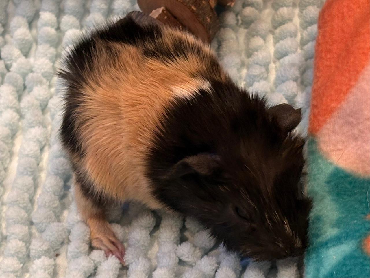 Enlarge Aven, an adopted Abyssinian in Wellington, CO image 2/2