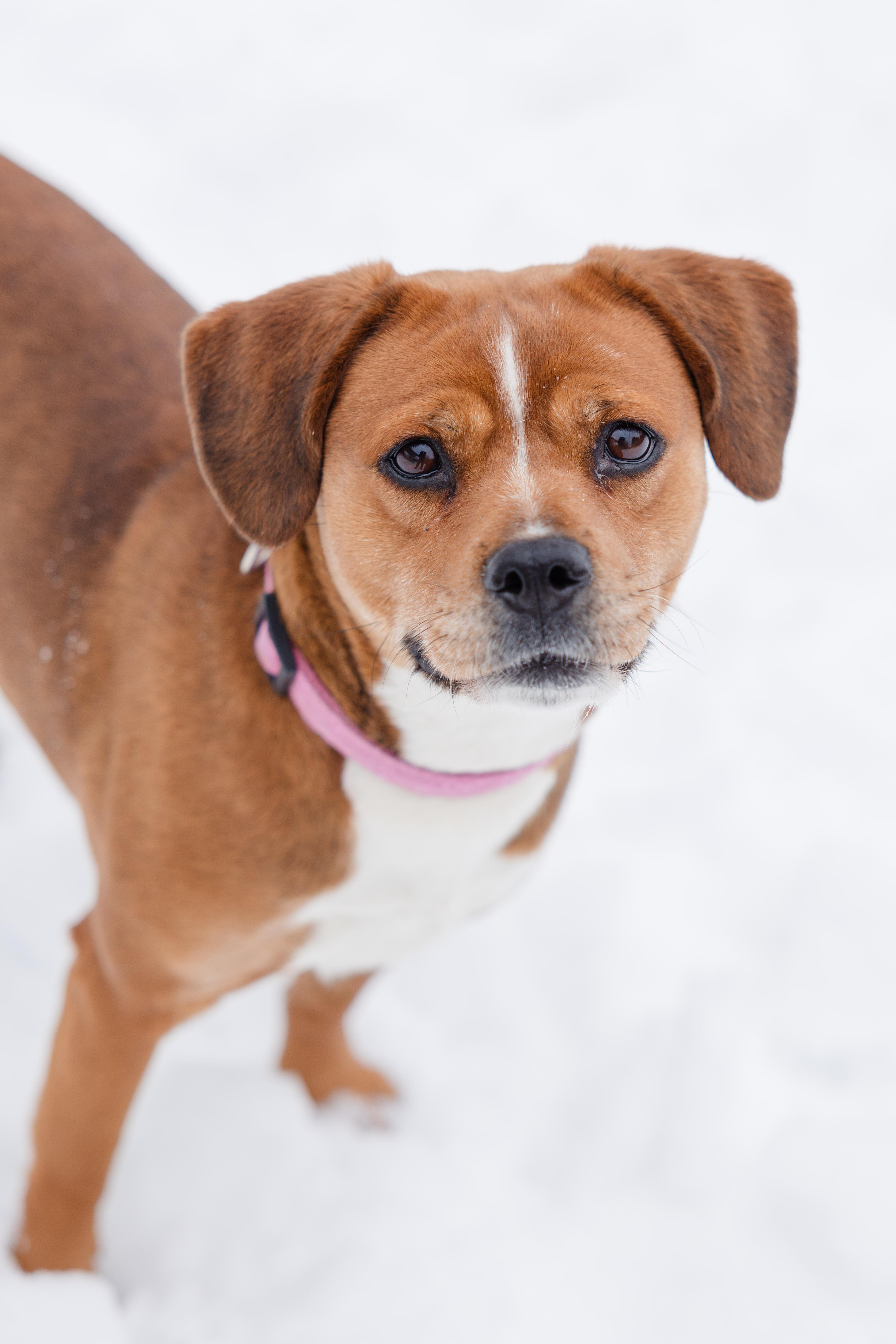 Enlarge Delilah, a ADOPTABLE mixed breed in Newburgh, IN image 2/6