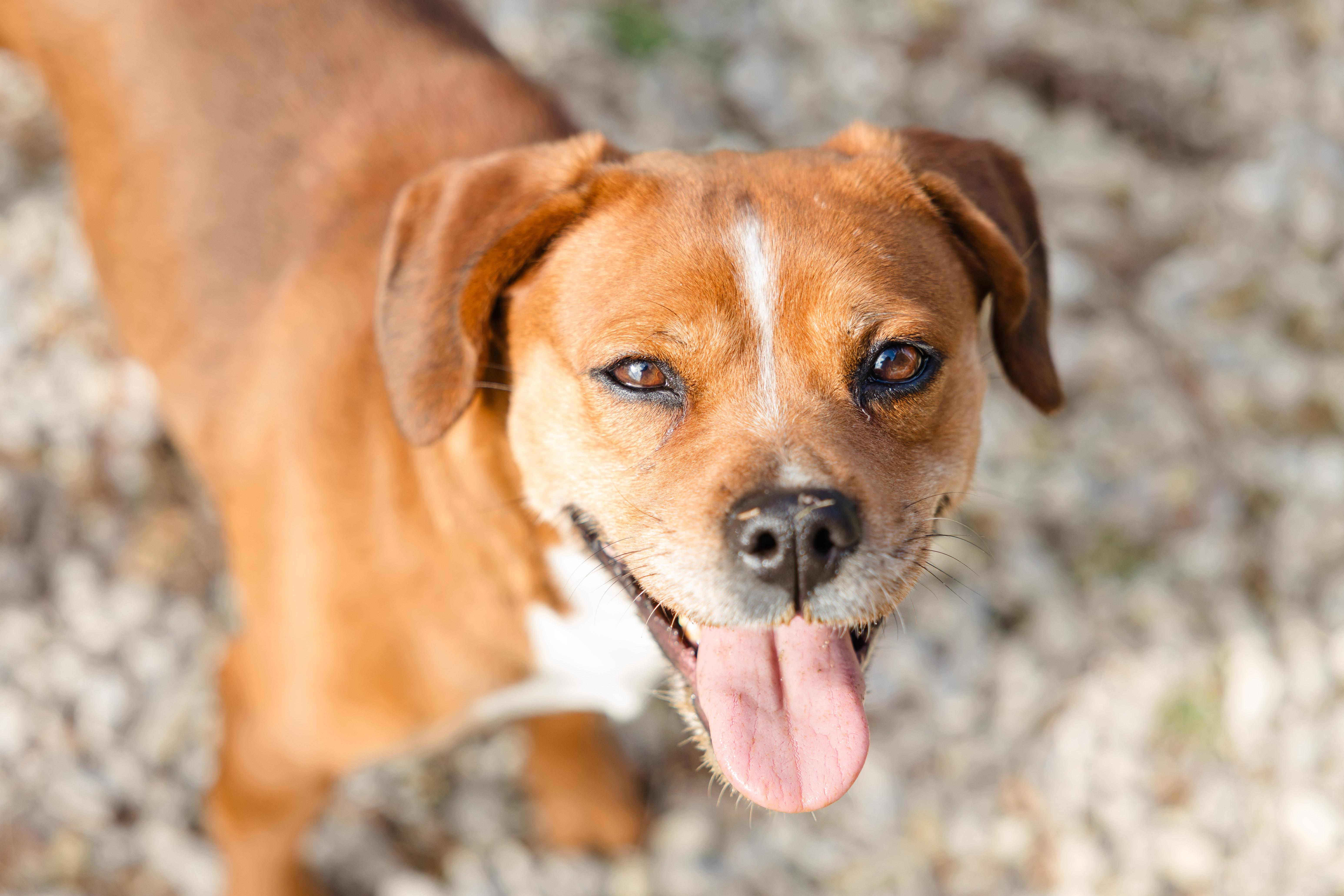 Enlarge Delilah, a ADOPTABLE mixed breed in Newburgh, IN image 5/6