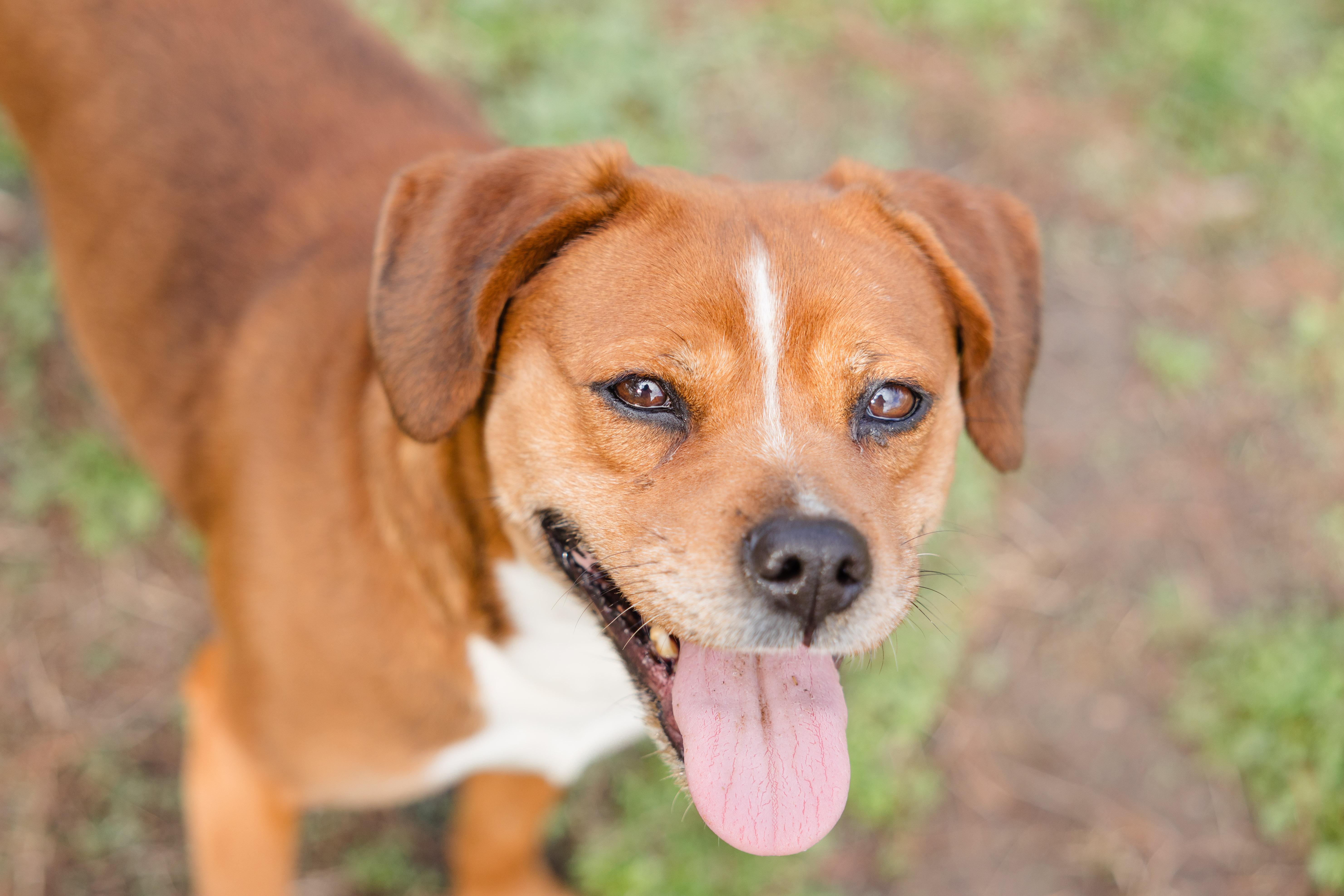 Enlarge Delilah, a ADOPTABLE mixed breed in Newburgh, IN image 3/6