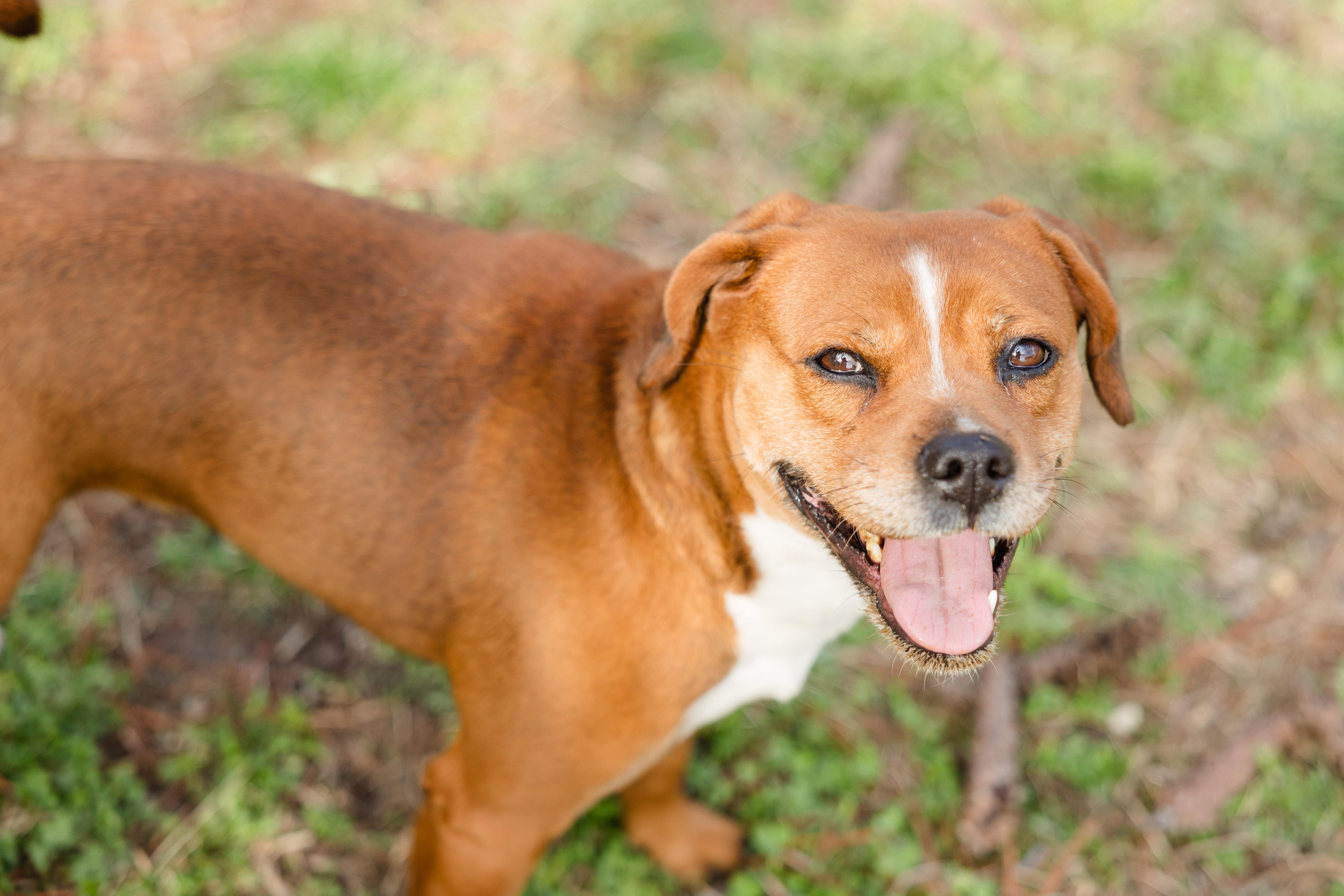 Enlarge Delilah, a ADOPTABLE mixed breed in Newburgh, IN image 6/6