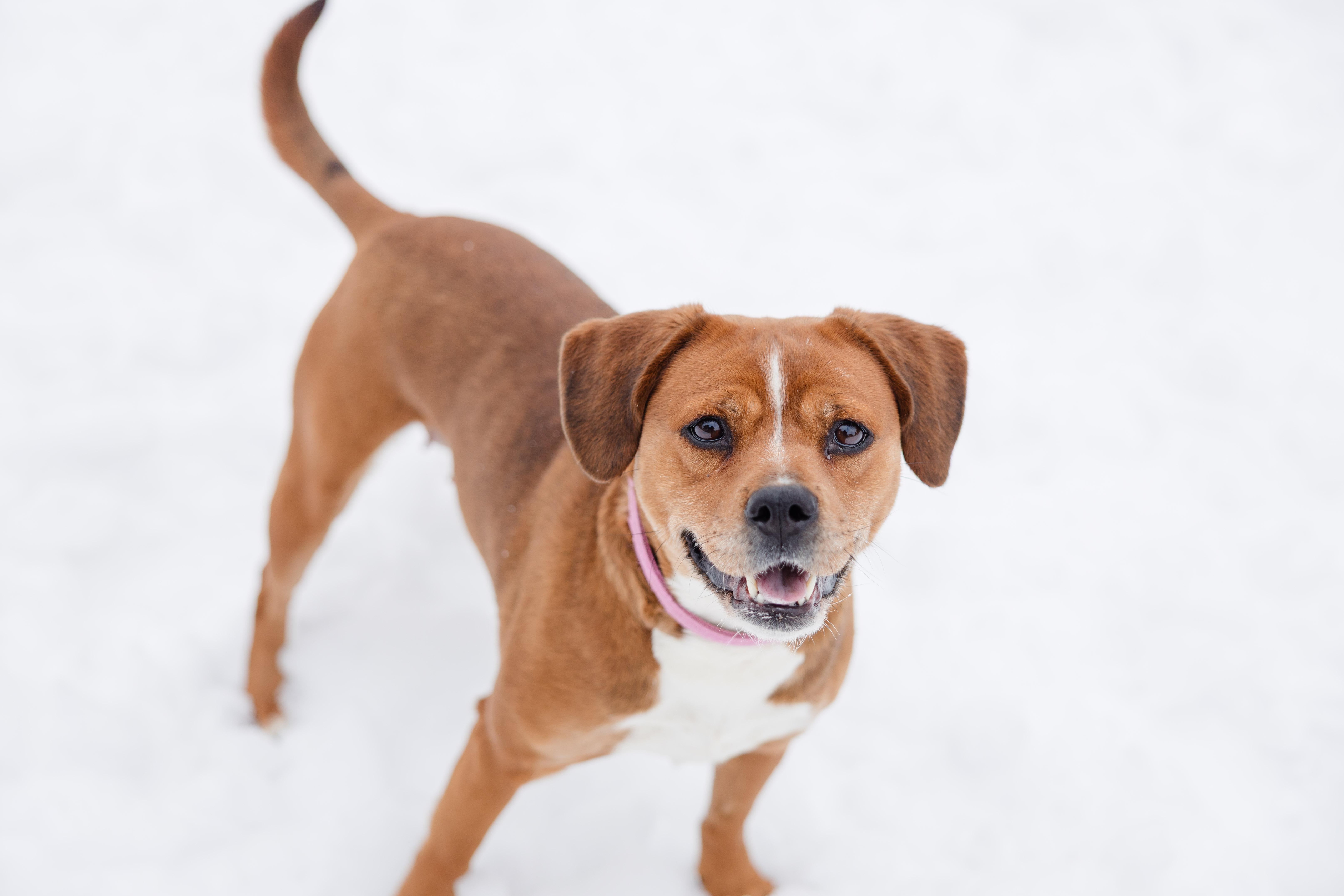 Enlarge Delilah, a ADOPTABLE mixed breed in Newburgh, IN image 4/6