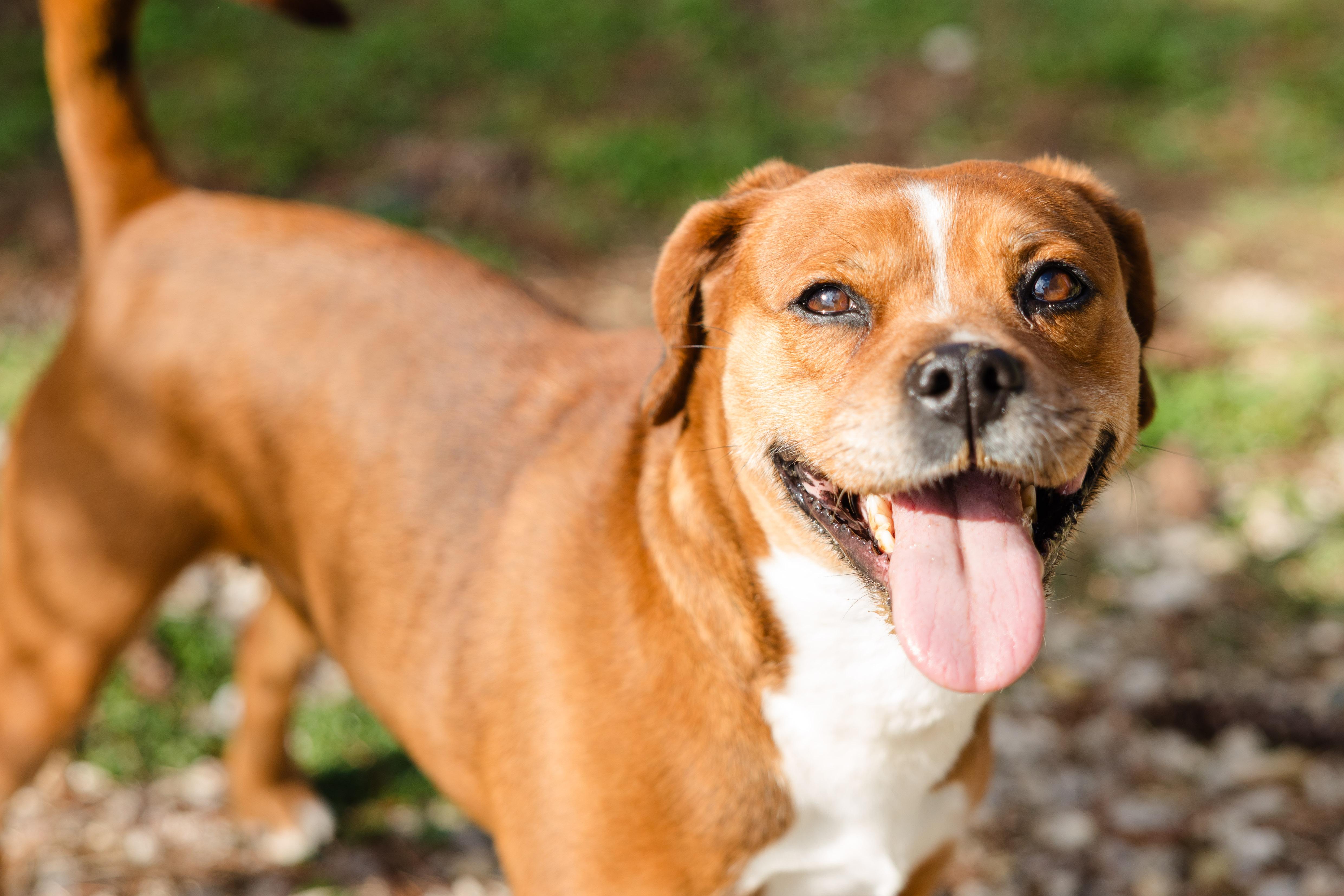 Delilah, adopted, Adult Female Beagle.